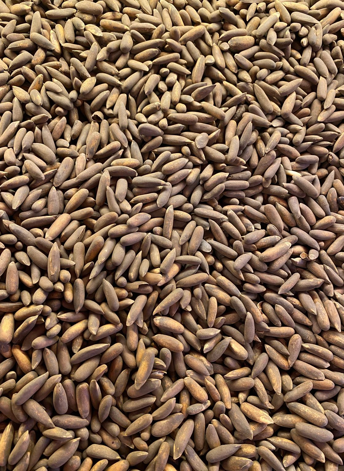 Chilgoza | Pine Nuts