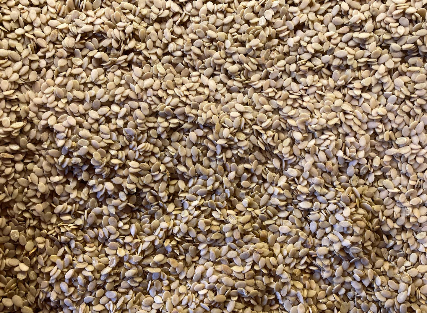 4 Maghaz (Char Magaz) – Traditional Brain-Boosting Superfood