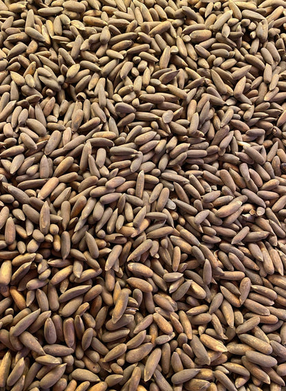 Chilgoza | Pine Nuts